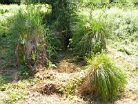 Touradon (Tourbieres de l'Herretang, Isere, France) 3 (Photo F. Mrugala)